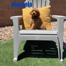 Marigold - Female - Red female Bernedoodle puppy in Peoria, Arizona from Wroth's Pawsibilities