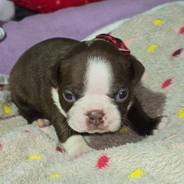 Iron Man - Red male Boston Terrier puppy in Millers Creek, North Carolina from Tumbling Shoals Hilltop Bostons