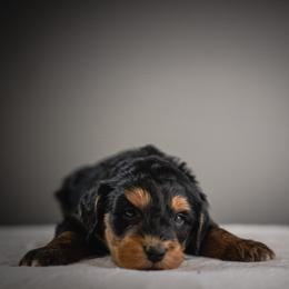 Teal - Tri-color male Bernedoodle puppy in Caldwell, Idaho from Boise Doodle Co.