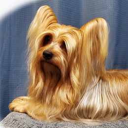 Yorkshire Terriers from Jamie's Yorkshire Terriers