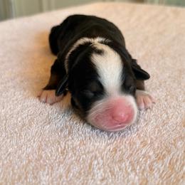 Sandie - Tri-color female Bernedoodle puppy in Royse City, Texas from Platinum Bernedoodles of Texas