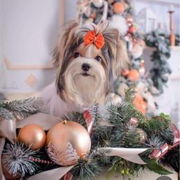 Dani - Yorkshire Terrier