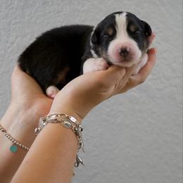 Joey - Black tri-color male Australian Shepherd puppy in Bertram, Texas from Ashley’s Australian Shepherds