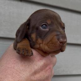 Beige collar male - Chocolate and tan male Dachshund puppy in Ocala, Florida from Dalmar Floridachs