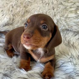 Ranger I - Chocolate and tan male Dachshund puppy in Granbury, Texas from Bluebonnet Dachshund, LLC