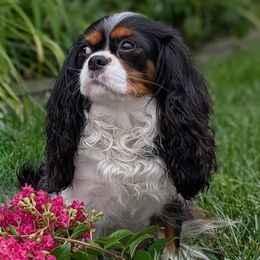 Apple - Cavalier King Charles Spaniel