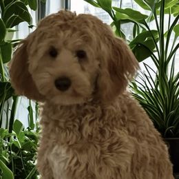 Sally - Australian Labradoodle
