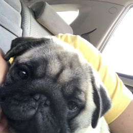 Pug Puppies from Hopestars Pugs