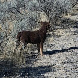 Blossom - Tan female Chesapeake Bay Retriever puppy in Soap Lake, Washington from Desert Oasis Kennels