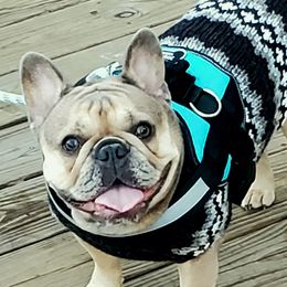 Daisy - French Bulldog