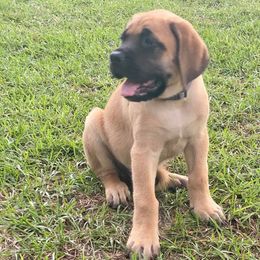 Australian Shepherds and Mastiffs from H.E. Ranch