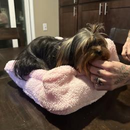 Jet - Yorkshire Terrier