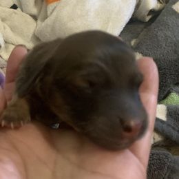 2 male - Cream male Dachshund puppy in Bethany, Connecticut from Mardox Dachshunds