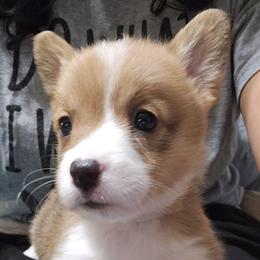 Trixie - Red female Pembroke Welsh Corgi puppy in Palm Bay, Florida from Space Coast Corgi