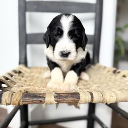 Patchouli - Parti Goldendoodle puppy in Fayetteville, Arkansas from Silver Hill Farm