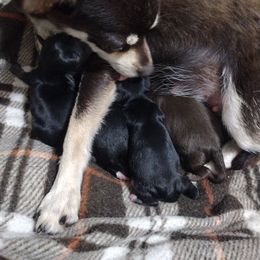 Chihuahua puppies from The Z Spot Exotics