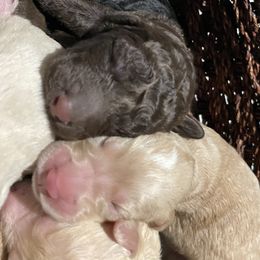 Labradoodle Puppies from Silver State Labradoodles