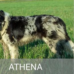Athena - Border Collie