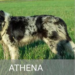 Athena - Border Collie