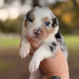 Lyric AKC - Blue merle female Australian Shepherd puppy in Polk City, Florida from Skaky Shepherds