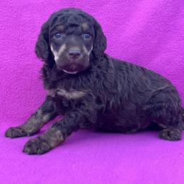 Akc Cookie - Phantom female Poodle puppy in Overbrook, Kansas from Hidden Springs Poodles LLC