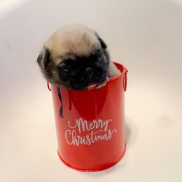 Jasper (blue collar) - Fawn male Pug puppy in Hereford, Arizona from Broken Road Ranch Pugs