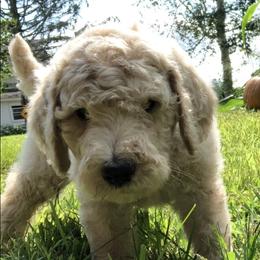 Poodle Puppies from Hidden Treasures Farm LLC
