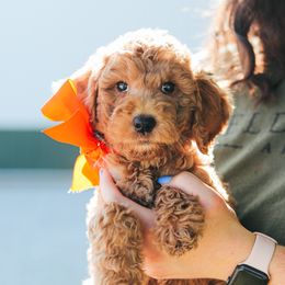 Girl 2 - female Australian Labradoodle puppy in Sheridan, In, Indiana from Colonial Village Labradoodles
