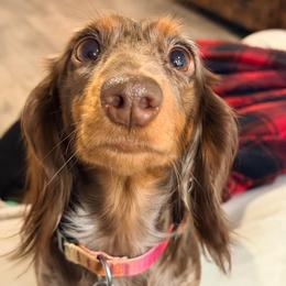 Indy - Dachshund