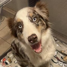 Sloane - Australian Shepherd