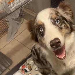 Sloane - Australian Shepherd