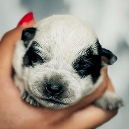 Girl 1 - Blue female Australian Cattle Dog puppy in Blackfoot, Idaho from Circle C Australian Cattle Dogs