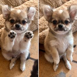 Rocket.      4800 - Fawn and white male Chihuahua puppy in Tecumseh, Oklahoma from Callie’s Happy Chihuahuas, Callie’s Happy Treasures LLC