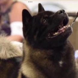 Akita from Okami Akitas