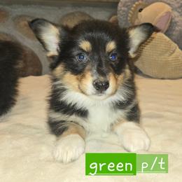 Green fluffy guy - Black and tan male Pembroke Welsh Corgi puppy in Necedah, Wisconsin from The 6Ks Paws and Hobbies