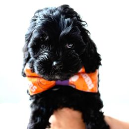 Tuxedo of Reedy River Doodles - Black male Cavapoo puppy in Greenville, South Carolina from Reedy River Doodles