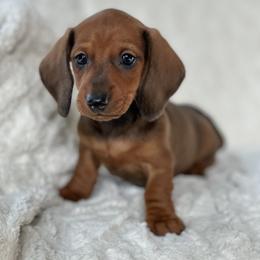 Dachshund Puppies from Mare-Bella Smoothcoat Edition