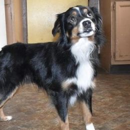 Nov  - Miniature Australian Shepherd