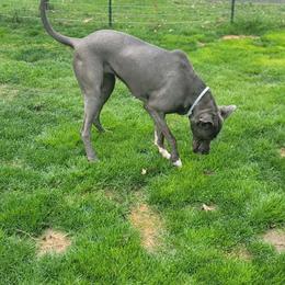 Liza - Great Dane