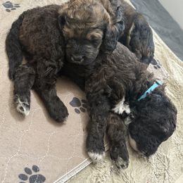 Bernedoodle Puppies from Triple W Doodles
