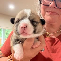 Lollipop - Teal girl - Red female Pembroke Welsh Corgi puppy in Woodinville, Washington from Heatherland Corgis