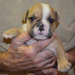 Chip - Fawn and white male Bulldog puppy in Clarinda, Iowa from Stimson Bulldogs
