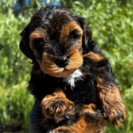 Yahtzee - Wheaten male Miniature Schnauzer puppy in Menifee, California from Moonshine’s Minis