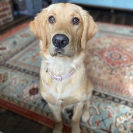 Golden Retrievers from Pure Love Goldens LLC