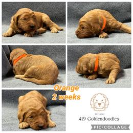 Orange - Apricot female Goldendoodle puppy in Rockford, Ohio from 419 Goldendoodles