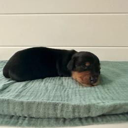 Peep - Black and tan female Dachshund puppy in Wolf Lake, Indiana from Canisteo Dachshunds