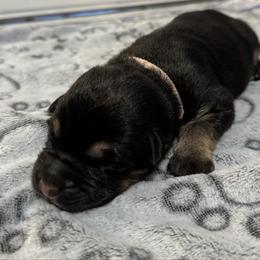 Alexis - Black and tan female German Shepherd puppy in Las Vegas, Nevada from Clever Boots Kennel