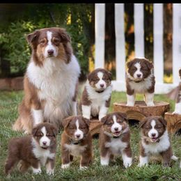 Australian Shepherd Puppies from Mercury Australian Shepherds
