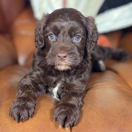 Tamale - Apricot female Australian Labradoodle puppy in Decatur, Alabama from Southern Meadows Doodles