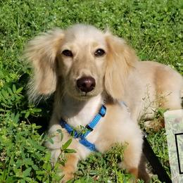 Kekoa - Dachshund